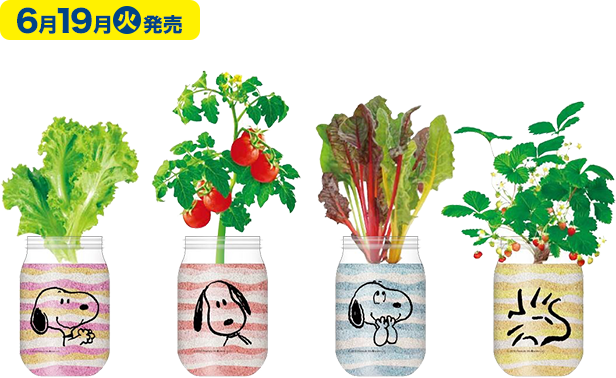 ローソン夏のスヌーピーフェア18 サボテンや栽培キットの取扱対象店舗は こじろん堂